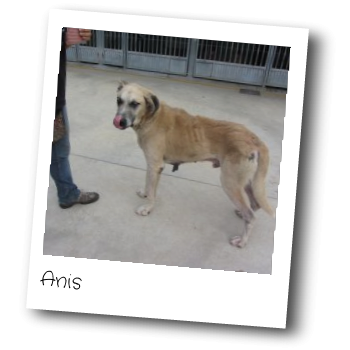 Anis