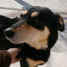 Magui