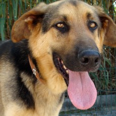 Aramis