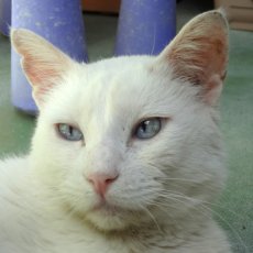 Perla