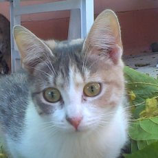 Iris