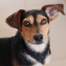 Bo