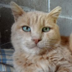 Chico