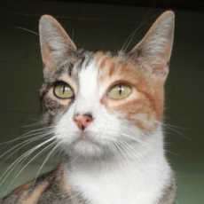 Lulu