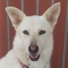 Maya