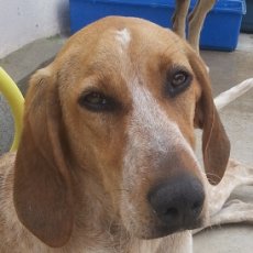Ramona