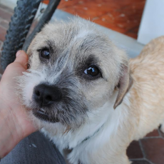 Toby