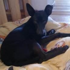 Matti