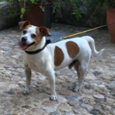Pancho