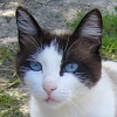 Roberta